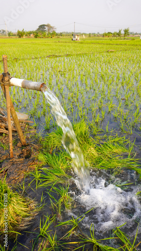 Water flows from a PVC pipe, pumping groundwater to irrigate a vibrant green rice paddy field, showing agricultural technology in a rural Southeast Asian farm landscape with a focus on splash.