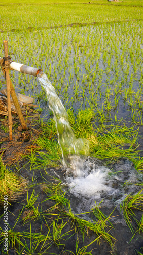 Water flows from a PVC pipe, pumping groundwater to irrigate a vibrant green rice paddy field, showing agricultural technology in a rural Southeast Asian farm landscape with a focus on splash.