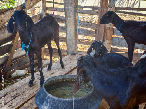 Canvastavla Black Goats standing inside Wooden Pen on Farm