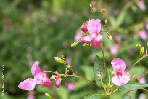 Canvastavla Impatiens glandulifera Drüsiges Springkraut Detail Blüte