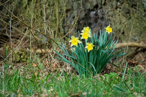 Wild yellow daffodils (Narcissus pseudonarcissus) blooming in a grassy forest floor at the base of a tree during spring.