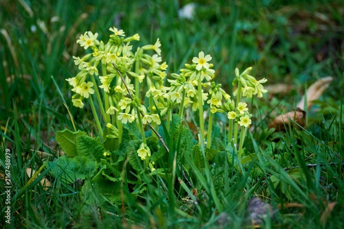 Quadro su tela Wild oxlip or cowslip flowers (Primula elatior) blooming in a green grassy meadow during early spring