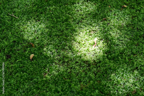 Foto 瑞々しい緑の苔が広がる地面に一筋の木漏れ日が差し込み、落ちた楓の種が静かに佇む森の初夏の風景。