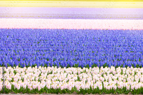 Bild auf Leinwand Colorful of hyacinth flowers in spring time.