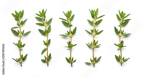 Fresh green rosemary sprigs flat illustration