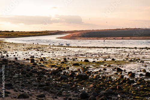 Obraz na plátne Low tide wildlife on the coast during sunset
