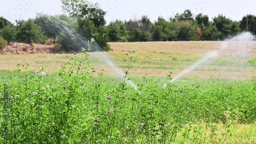 rotary sprinkler irrigating green field during hot summer day