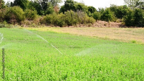 rotary sprinkler irrigating green field during hot summer day