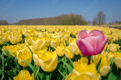 Obraz na płótnie Pink tulip in a field of yellow tulips, The Netherlands