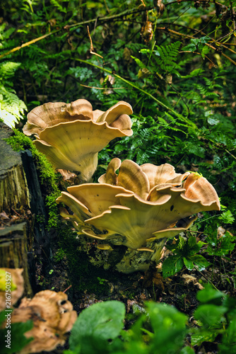 Картината върху платно Large bracket fungi growing at the base of a tree stump surrounded by green forest undergrowth near Arnhem, Gelderland, Netherlands