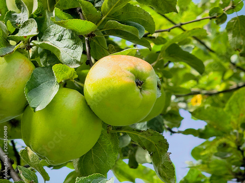 Foto Ripe green apples growing on tree branch against blue sky background, fresh organic granny smith or antonovka apple fruits hanging in orchard summer garden, healthy vitamin food botanical concept