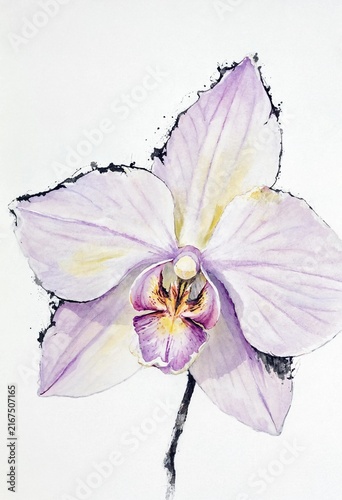 Watercolor Orchid on White Background