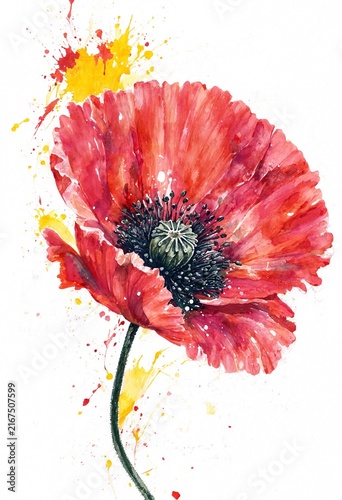 Vibrant Red Poppy with Splash Background