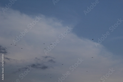 Obraz na płótnie Silhouetted flock of Ardeidae waterbirds flying in formation back to their roosting trees in late afternoon light