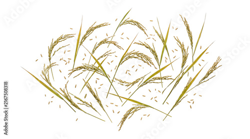Golden rice stalks with scattered grains, ripe paddy ears for agricultural design, organic cereal plant harvest illustration isolated PNG with Transparent Background