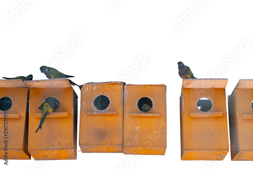 Canvas Print Row of bright orange birdhouses with several small wild birds perched on and around the nesting boxes on transparent background