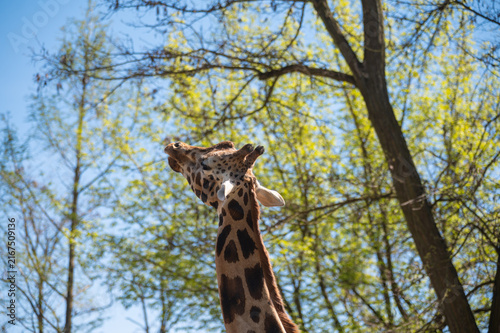 Photography Giraffe in the woods