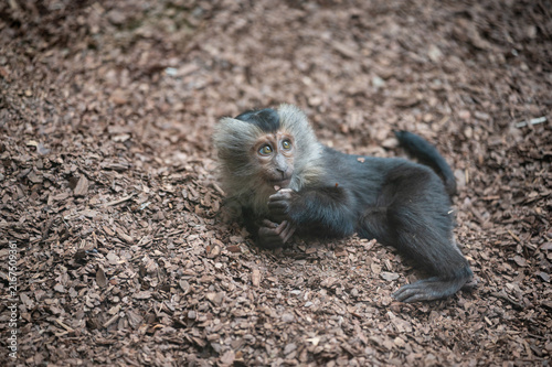 Фотография Curious Young Monkey Looking Up in the Wild