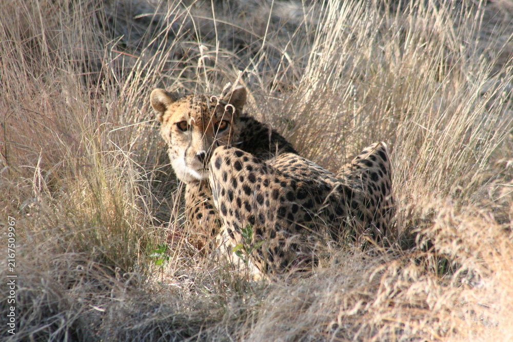 Naklejka premium A Cheetah at a local zoo