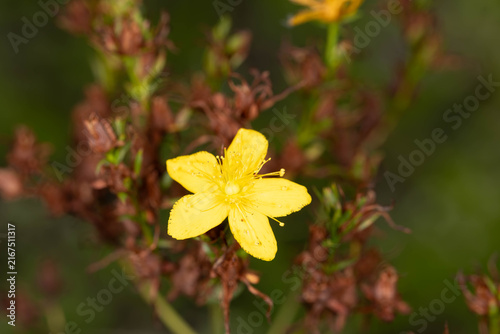 Fotografie Bright yellow St John's wort flower covered with water droplets in natural surroundings