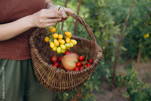 Konstfotografi Person harvesting fresh ripe tomatoes in garden