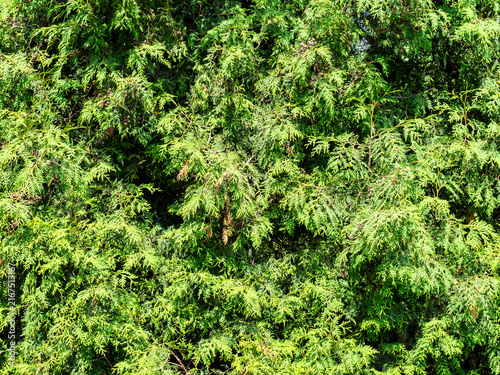 фотографія background from sunlit lush foliage of thuja tree
