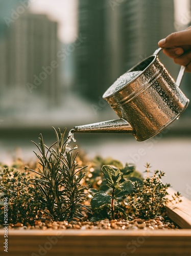 Watering can pouring water over wooden planter box