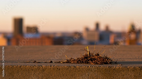 Tender hands planting new green sprout in garden soil