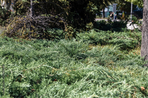 Green juniper bushes growing dense ground cover in a sunny park