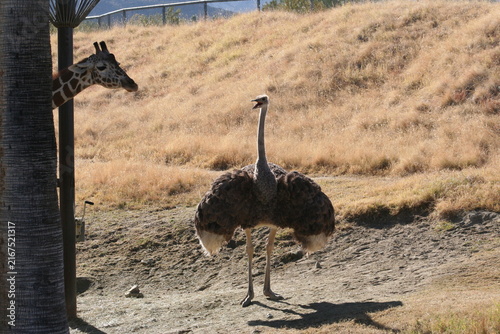 A Ostrich at a local zoo