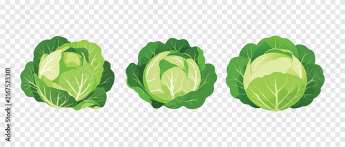Fresh green cabbage head vegetable set vector illustration