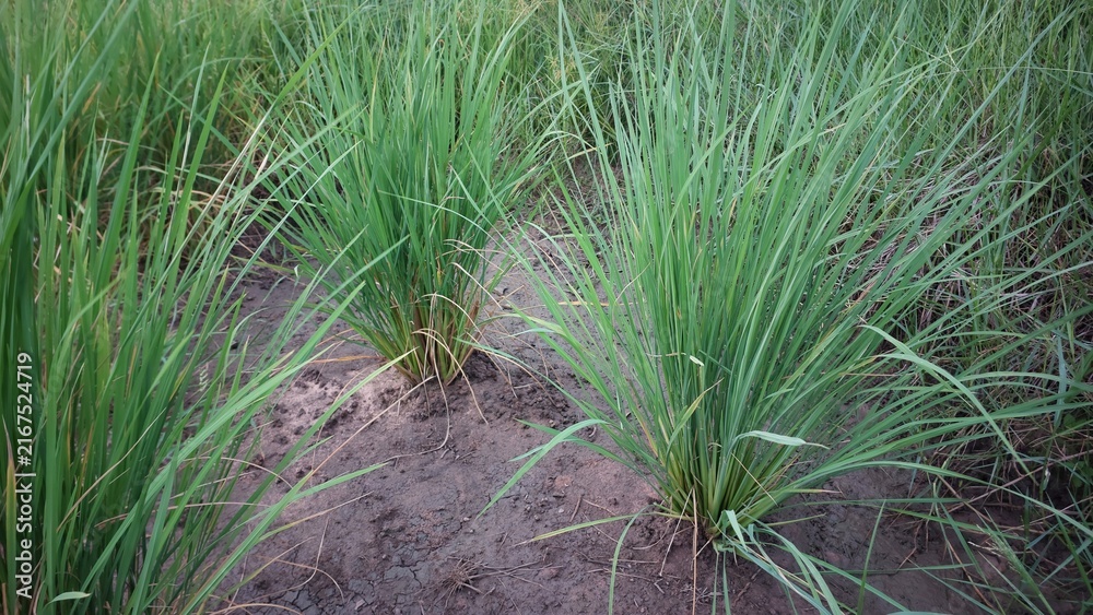 Fototapeta premium Close up of fresh green rice plants growing in the agricultural paddy field.