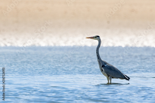 Photography Grey Heron, Dublin