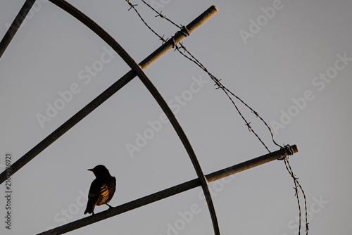 Foto Heroic Little Bird