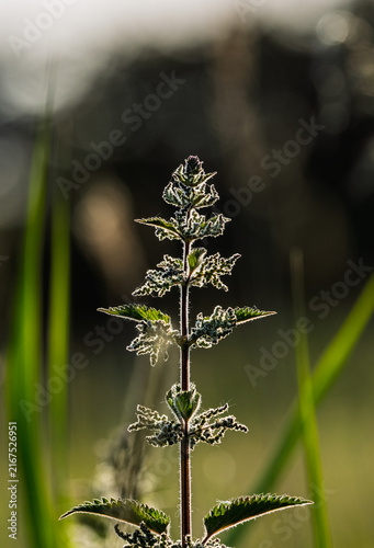 Nettle