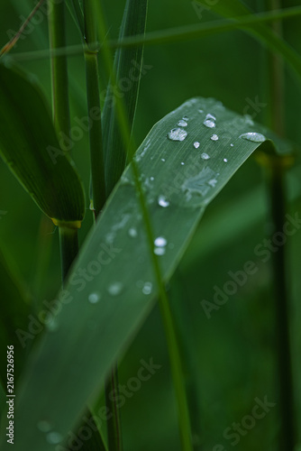 Dew Drops