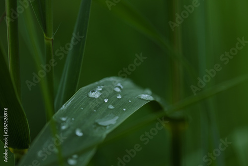 Dew Drops