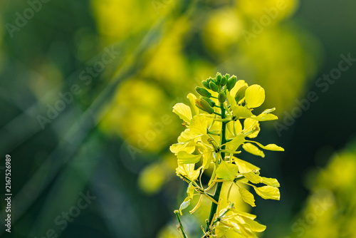 Flower Details