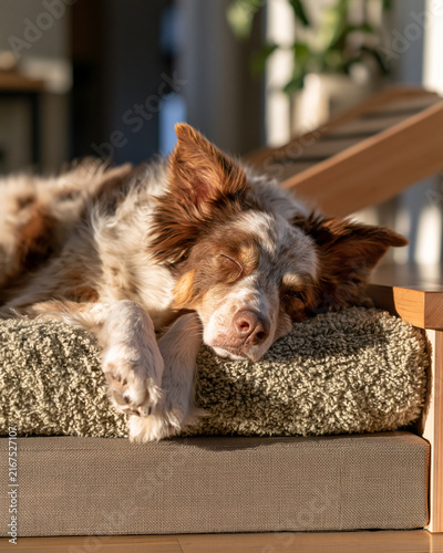 Dog rests on orthopedic pet bed during afternoon