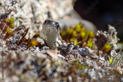 grass snake