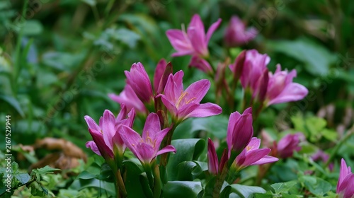 Pink flowers bloom in clusters among lush green foliage in a natural garden setting with soft focus background