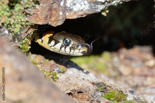 grass snake