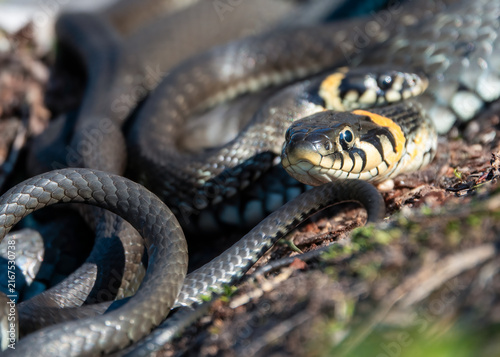 grass snake