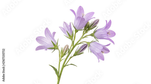 Purple bellflower sprig with blooming campanula blossoms and green buds for floral arrangement design.