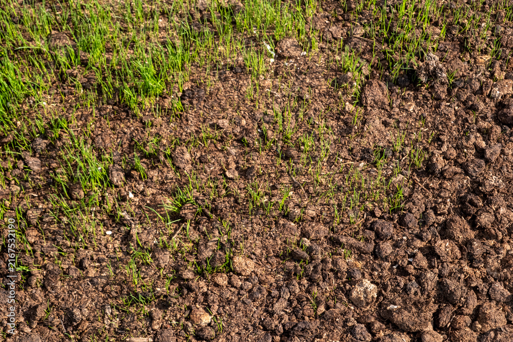 Foto Grass seedlings new sprouting