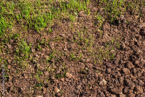 Картината върху платно Grass seedlings new sprouting