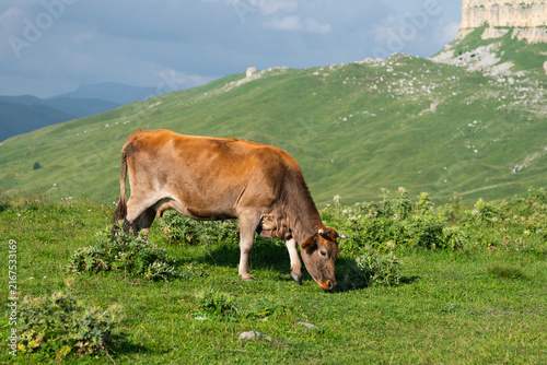 Fotografie Brown cow grazing on a green mountain pasture