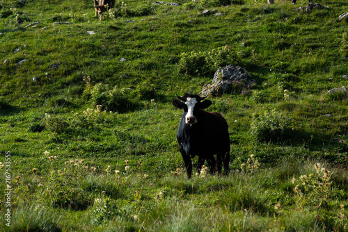 Принти на полотні Black and white cow grazing on grassy hillside pasture