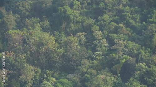 A tranquil forest scene with towering trees stretching skyward. Tree trunks covered in moss and fresh green leaves.