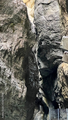 old tree trunk